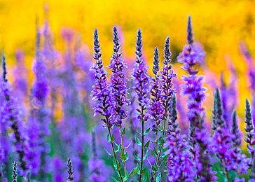 帅的不行！曝《狂野之心S》大量武器怪物设定图！